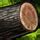 gw2 cord of stolen wood.